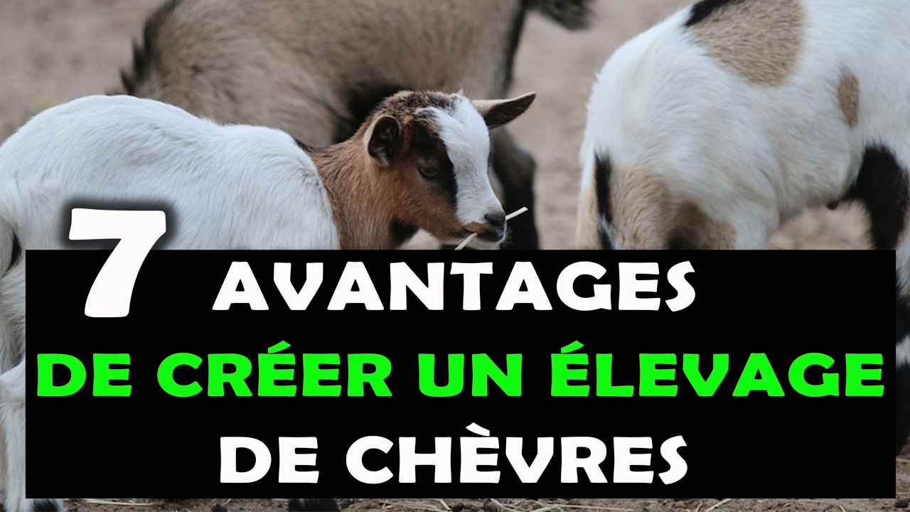 BÉTAIL: Voici pourquoi l'élévage des chèvres est très rentable en Afrique