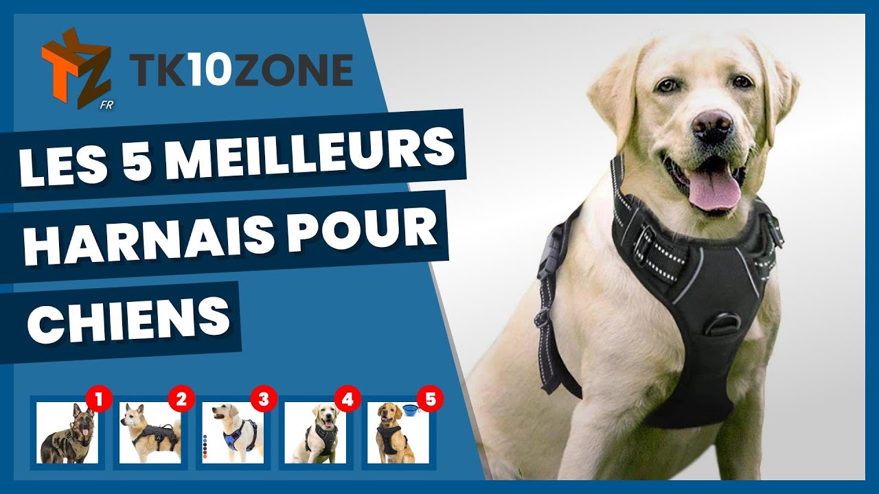 Les 5 meilleurs harnais pour chiens