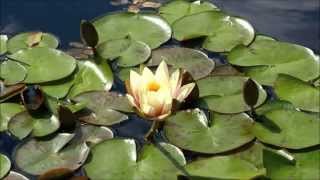 ISAN - Exquisite Honeyed Tart