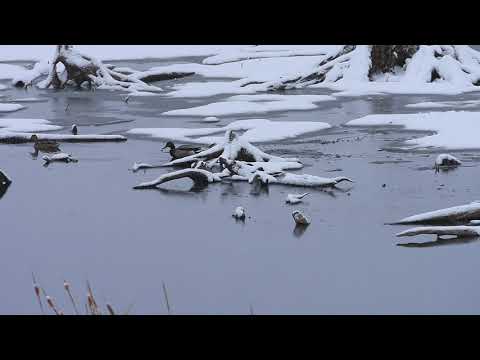 Wildlife Photography funny moments