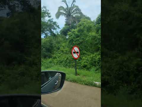 JUSSARA GO: FLORESTA DE BABAÇUS #mata #babaçu #coqueiro #palmeira #nativa