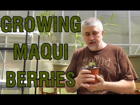 Growing Maqui Berries