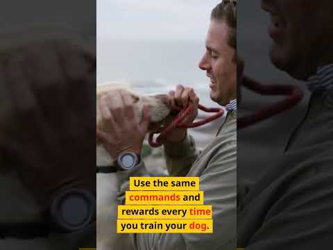 howtotrainadog