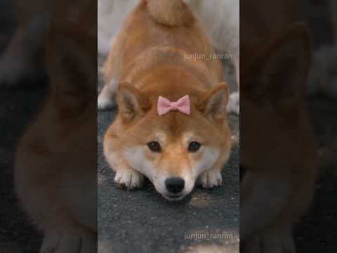 名刺切れ