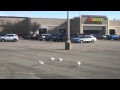 Parking Lot Seagulls