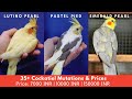 35 Types Of Cockatiels & Price 2021 Updated Price List || 100000 INR Cockatiel....