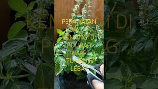 Download lagu KEMANGI DI POLIBAG AGAR TUMBUH LEBAT mp3