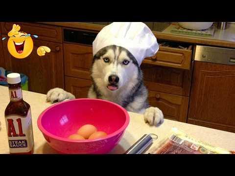 Funny ANIMALS videos 😂 Funniest CATS🐈 and DOGS🐕 2026  Best Pet Fails | Try Not To Laugh!!