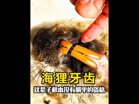 原來海狸啃樹不只是為了築壩！ #河狸 #漲知識 #科普一下 #河狸啃樹 #內容啟發搜索