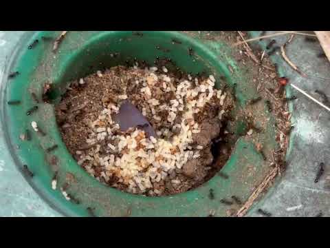Found a Large Ant Colony Inside Termite Bait Station in Raritan, NJ