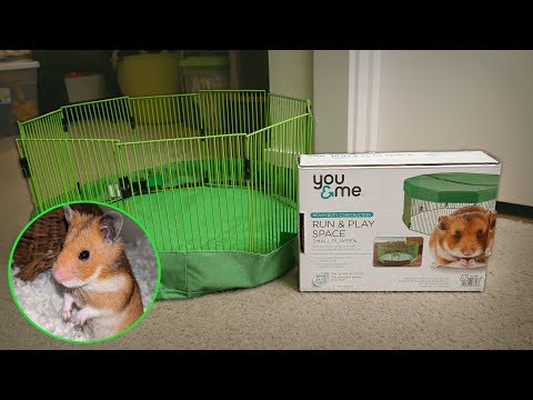 image-What kind of Cage do guinea pigs live in?