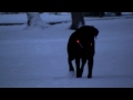 Glow-in-the-Dark Dog Collar
