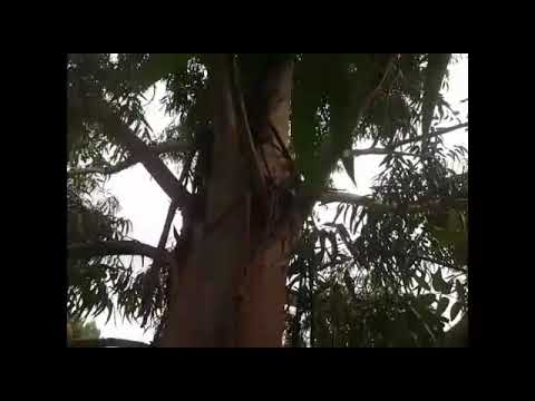 Lockdown day #13 Gingeress Erectus Flatuless