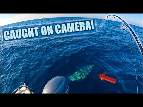 GIANT Follows My Fish Up From 80ft Down! [Three Days of Offshore Fishing Part 3]