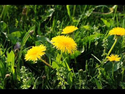 1 Reis 8 / Leia a Bíblia em 1 Ano - 151º Dia - 02/03