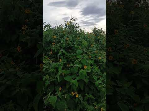 meu interior Serra dos caboclos municipo de caldeirão grande do piaui