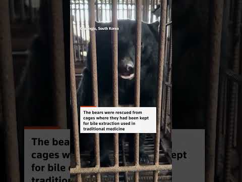 Video Thumbnail: Six rescued bears find new home in Danish safari park