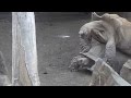 Turtles Get Caught Having Sex At San Diego Zoo