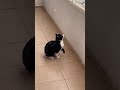 Tuxedo Cat Playing With Snow