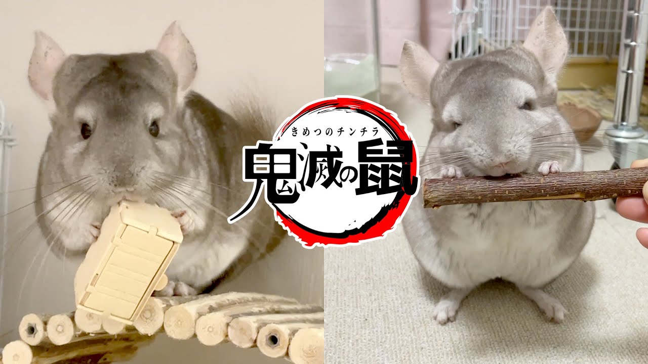【鬼滅の鼠】おやつを巡るチンチラの暴走が止まらない！【2本立て】　チンチラ Chinchilla