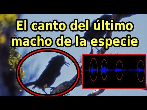 Listen to the Song of an Extinct Bird (The last Kauaʻi ʻōʻō)