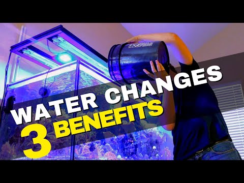 3 Reasons Why Water Changes Help Your New Reef Aquarium!