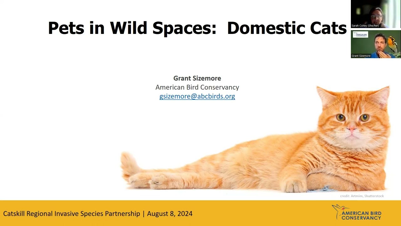Pets in Wildspaces: Cats