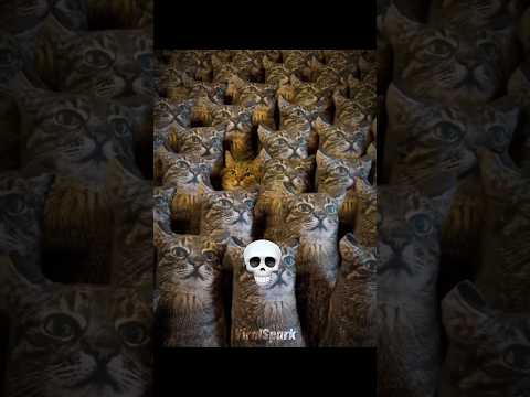 Cats camouflage... ☠️🔥 #cat