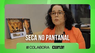 Seca no Pantanal: o que está acontecendo? | com ‪@canalcurta ‬