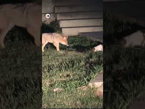 La curiosa amistad entre un zorro y un gato que sorprendió a un vecino de Juana Koslay