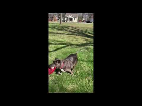 Nova: AMAZING/Videos available!, an adoptable Labrador Retriever Mix in Franklin, TN_image-1
