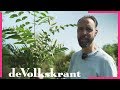 Voedselbos: Een schatkamer aan eetbare planten - de Volkskrant