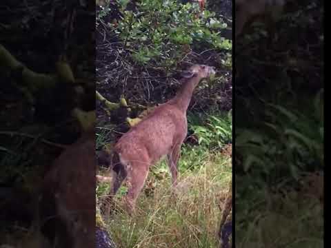 Deer behind our site