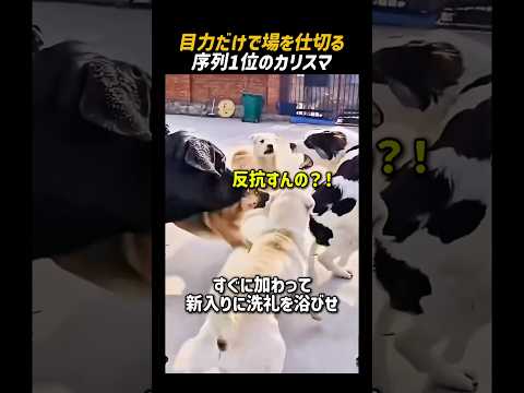 目力だけで場を仕切る序列1位のカリスマ