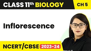 Inflorescence - Morphology of Flowering Plants | Inflorescence Class 11 | Biology Class 11