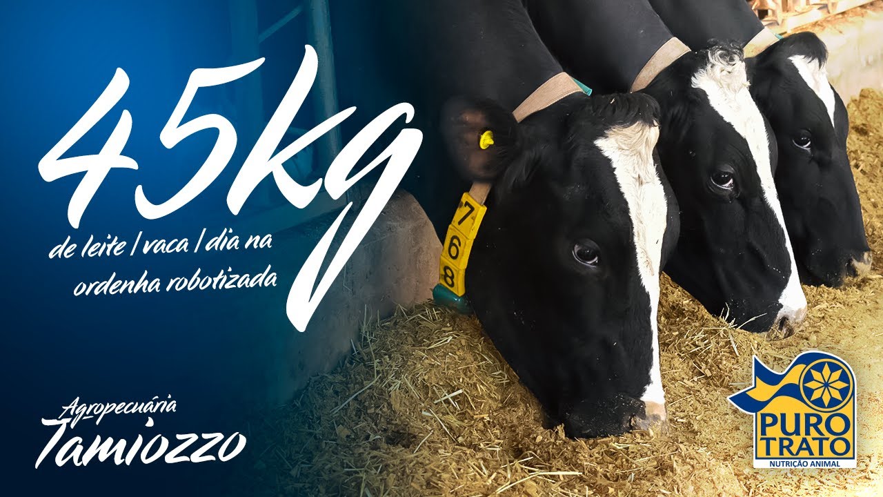 45KG de LEITE/VACA/DIA produzidos na ORDENHA ROBOTIZADA de 60 VACAS - Agropecuária Tamiozzo