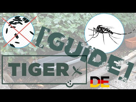 Tigermücken Prävention - Blumenkästen [TIGER Guide]