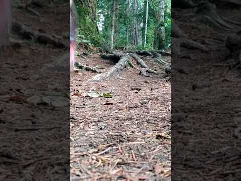 Klunking The Gnar #transitionbikes #steelisreal #26er #gnarly #youtubeshorts