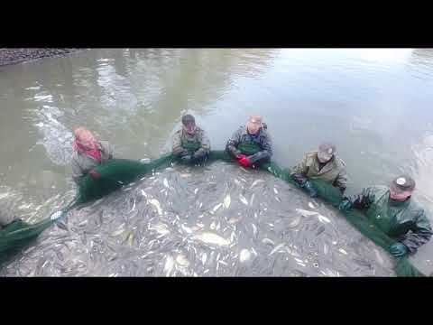 Výlov Habráku 20.10 2018