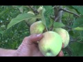 Golden Delicious Apples At Kimmel Orchard