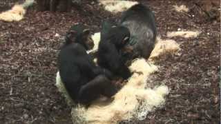 preview picture of video 'Die Schimpansenmama'