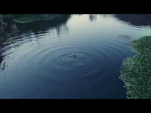 「文化は愛すのに、クマたちは愛さないの？」 / Beats by Dr. Dre「You Love Me」