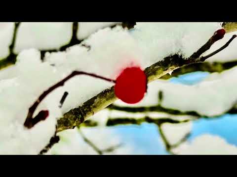 “Bora e ngrohtë” kompozitor Haig Zacharian