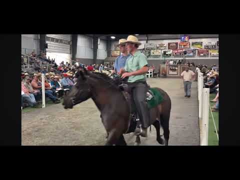 DRAFT HORSES // Draft Horse Sale, June 2025, Mt Hope Ohio