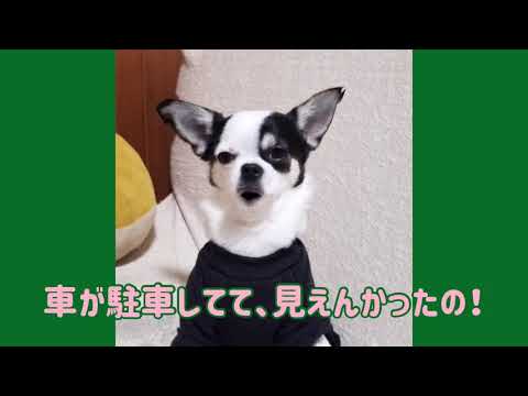 ワンワンU・x・Uお悩み相談室3️⃣3️⃣〜鯖江市「すみちゃん」#横断歩道近くは駐車禁止❌🚙