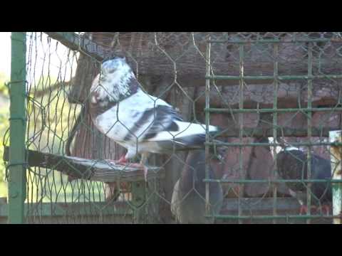 Dobar dan, domaćine: Golubar Branko Tošić