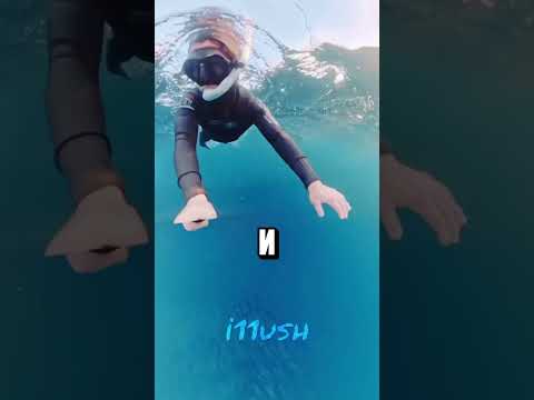 Дайвинг с китом