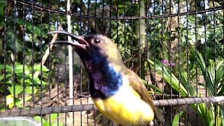 Download lagu SOGOK ONTONG GACOR DOR NGEROL NEMBAK PANJANG COCOK UNTUK MASTERAN mp3 Download lagu SOGOK ONTONG GACOR DOR NGEROL NEMBAK PANJANG COCOK UNTUK MASTERAN mp3