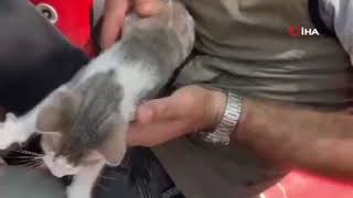 Sular yükselince ağaçta mahsur kalan kedi operasyonla kurtarıldı