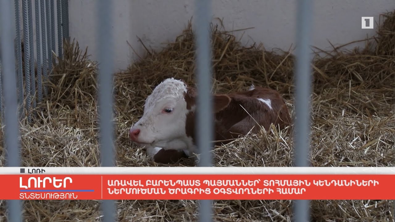 Առավել բարենպաստ պայմաններ՝ տոհմային կենդանիների ներմուծման ծրագրից օգտվողների համար